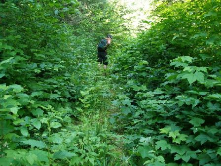 Road getting overgrown.
